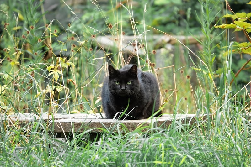 Garden Bench